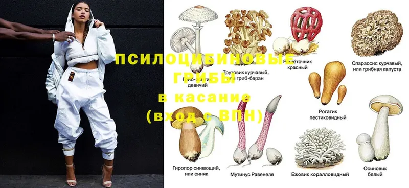 Псилоцибиновые грибы Cubensis  Белокуриха 